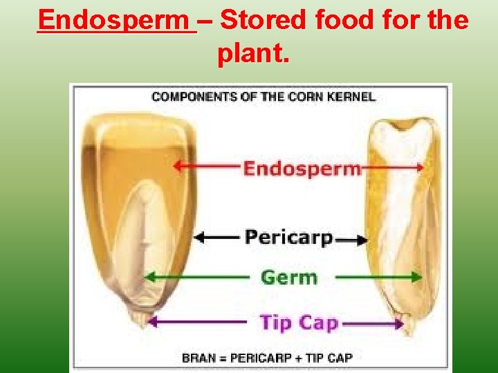 Endosperm – Stored food for the plant. 