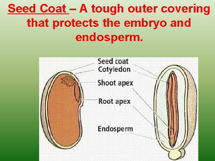 Seed Coat – A tough outer covering that protects the embryo and endosperm. 