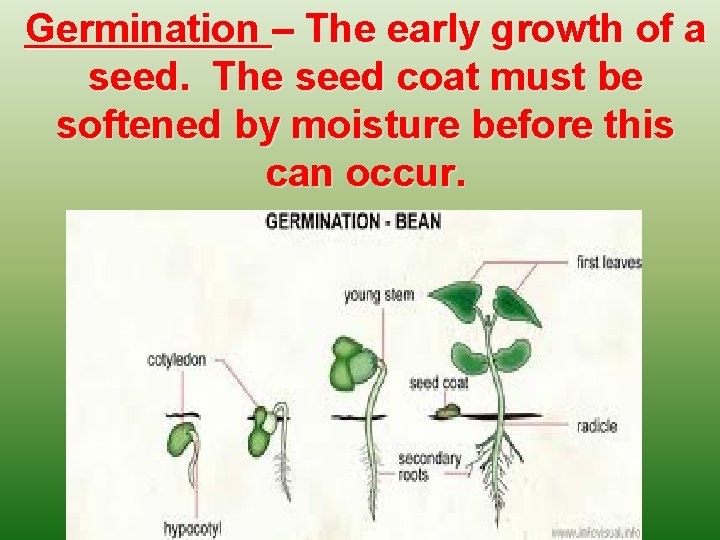 Germination – The early growth of a seed. The seed coat must be softened