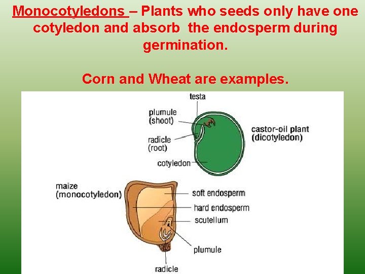 Monocotyledons – Plants who seeds only have one cotyledon and absorb the endosperm during