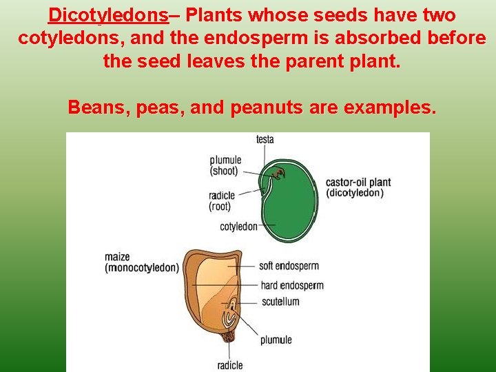 Dicotyledons– Plants whose seeds have two cotyledons, and the endosperm is absorbed before the