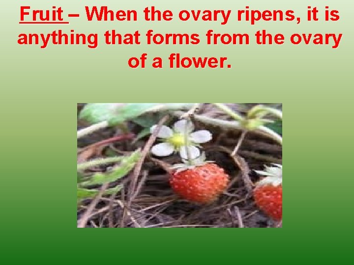 Fruit – When the ovary ripens, it is anything that forms from the ovary