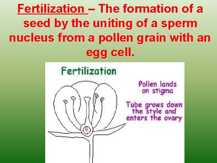 Fertilization – The formation of a seed by the uniting of a sperm nucleus