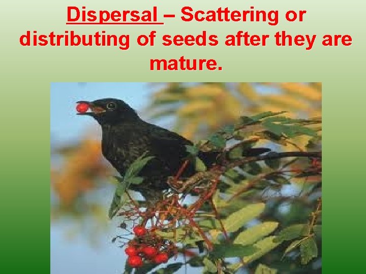 Dispersal – Scattering or distributing of seeds after they are mature. 