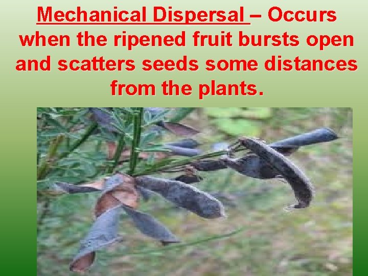 Mechanical Dispersal – Occurs when the ripened fruit bursts open and scatters seeds some