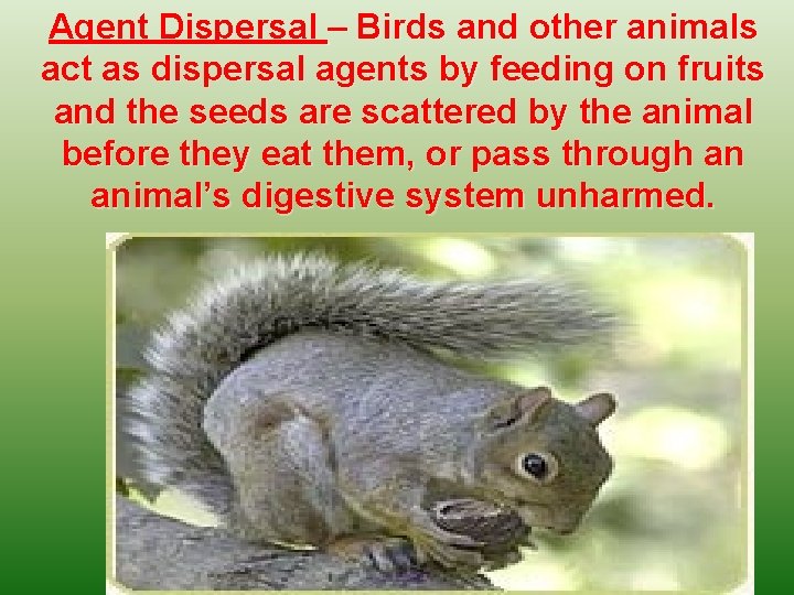 Agent Dispersal – Birds and other animals act as dispersal agents by feeding on