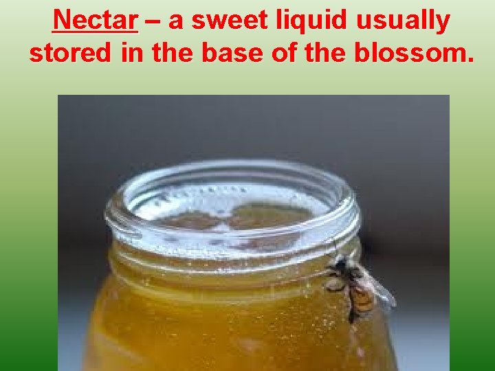 Nectar – a sweet liquid usually stored in the base of the blossom. 