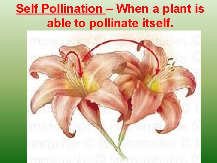 Self Pollination – When a plant is able to pollinate itself. 