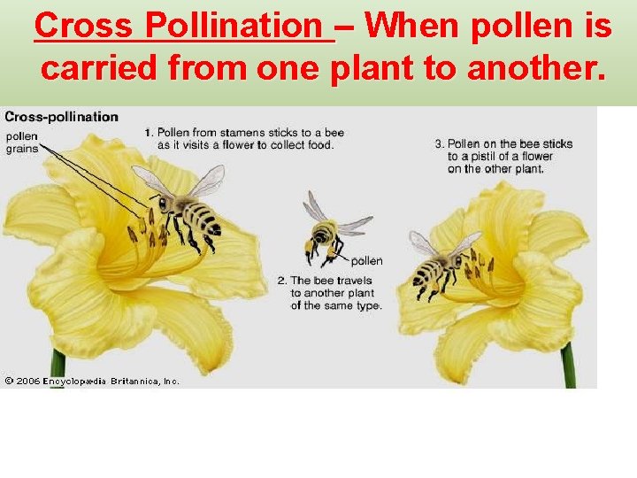 Cross Pollination – When pollen is carried from one plant to another. 