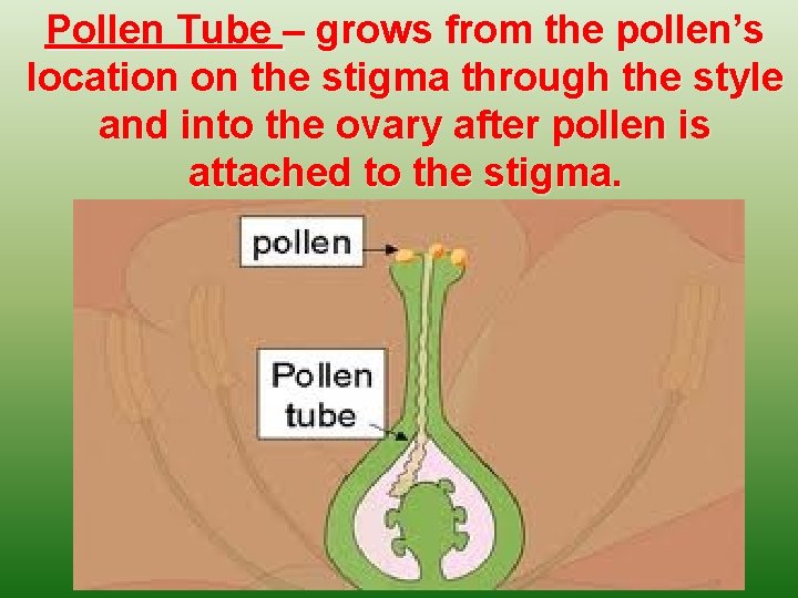 Pollen Tube – grows from the pollen’s location on the stigma through the style