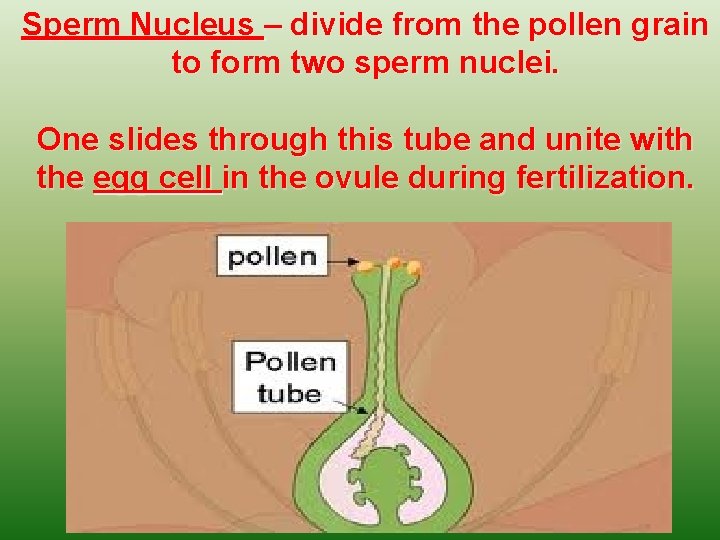 Sperm Nucleus – divide from the pollen grain to form two sperm nuclei. One