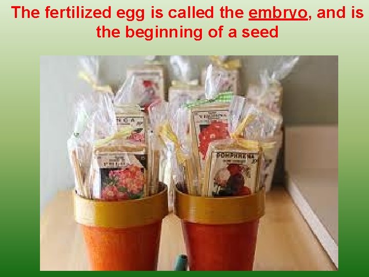 The fertilized egg is called the embryo, and is the beginning of a seed