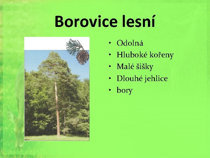 Borovice lesní • • • Odolná Hluboké kořeny Malé šišky Dlouhé jehlice bory 