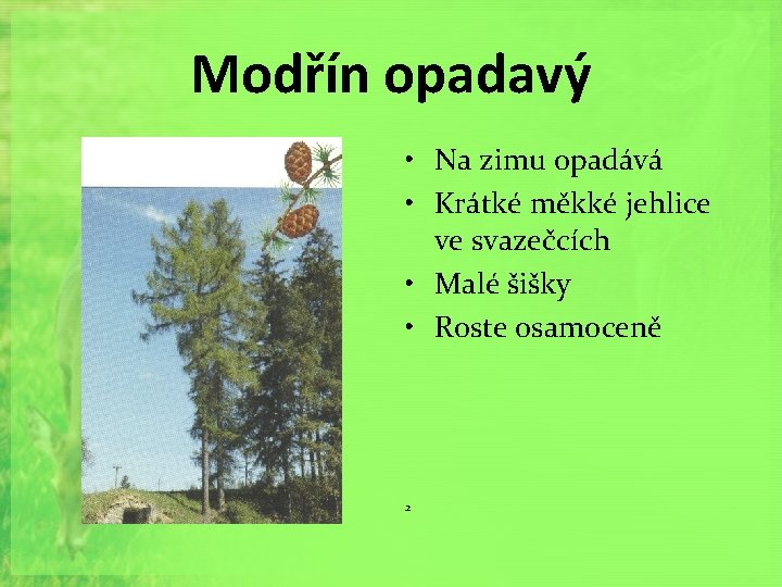 Modřín opadavý • Na zimu opadává • Krátké měkké jehlice ve svazečcích • Malé