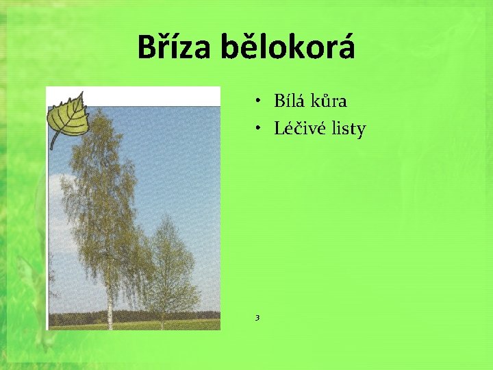 Bříza bělokorá • Bílá kůra • Léčivé listy 3 