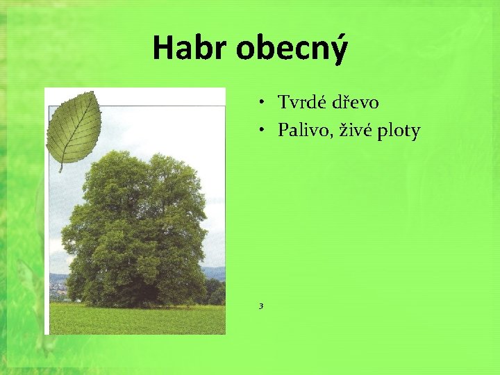 Habr obecný • Tvrdé dřevo • Palivo, živé ploty 3 