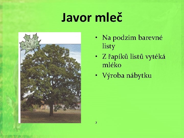 Javor mleč • Na podzim barevné listy • Z řapíků listů vytéká mléko •