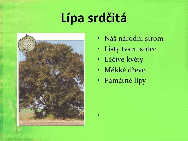 Lípa srdčitá • • • 3 Náš národní strom Listy tvaru srdce Léčivé květy