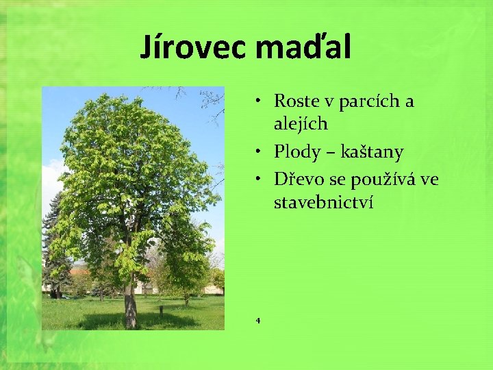 Jírovec maďal • Roste v parcích a alejích • Plody – kaštany • Dřevo