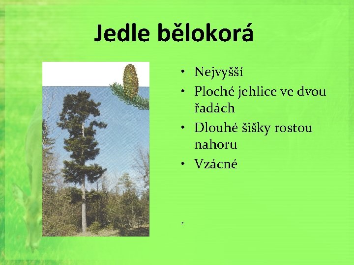 Jedle bělokorá • Nejvyšší • Ploché jehlice ve dvou řadách • Dlouhé šišky rostou