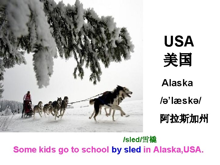 USA 美国 Alaska /ə’læskə/ 阿拉斯加州 /sled/雪橇 Some kids go to school by sled in