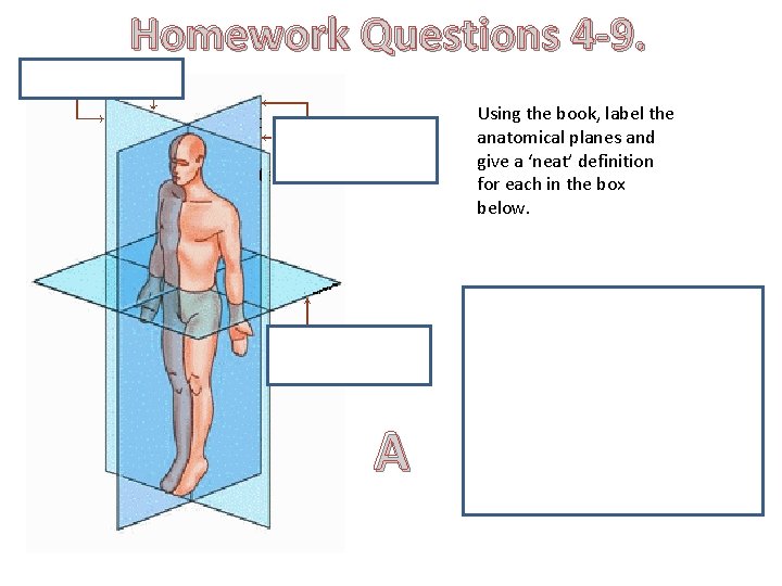 Homework Questions 4 -9. Using the book, label the anatomical planes and give a