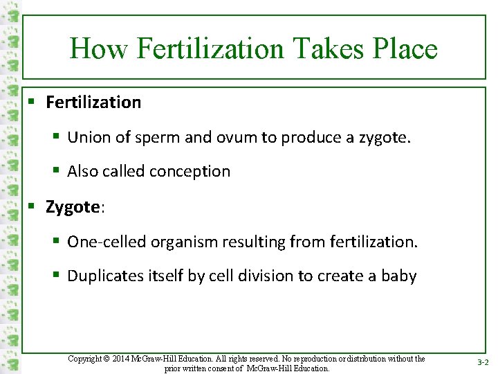 How Fertilization Takes Place § Fertilization § Union of sperm and ovum to produce