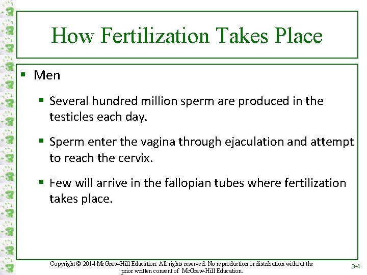 How Fertilization Takes Place § Men § Several hundred million sperm are produced in