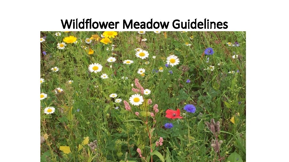 Wildflower Meadow Guidelines 