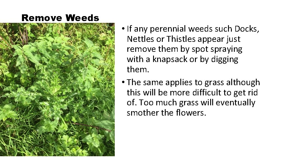 Remove Weeds • If any perennial weeds such Docks, Nettles or Thistles appear just