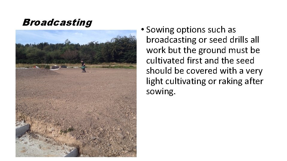 Broadcasting • Sowing options such as broadcasting or seed drills all work but the