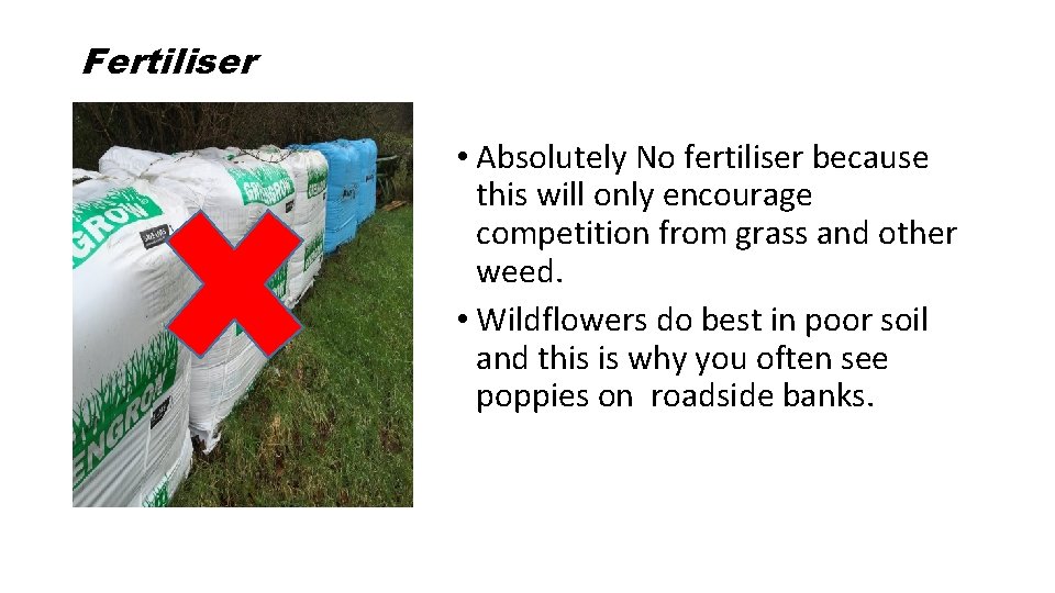 Fertiliser • Absolutely No fertiliser because this will only encourage competition from grass and