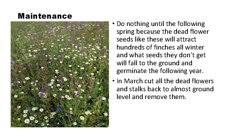 Maintenance • Do nothing until the following spring because the dead flower seeds like