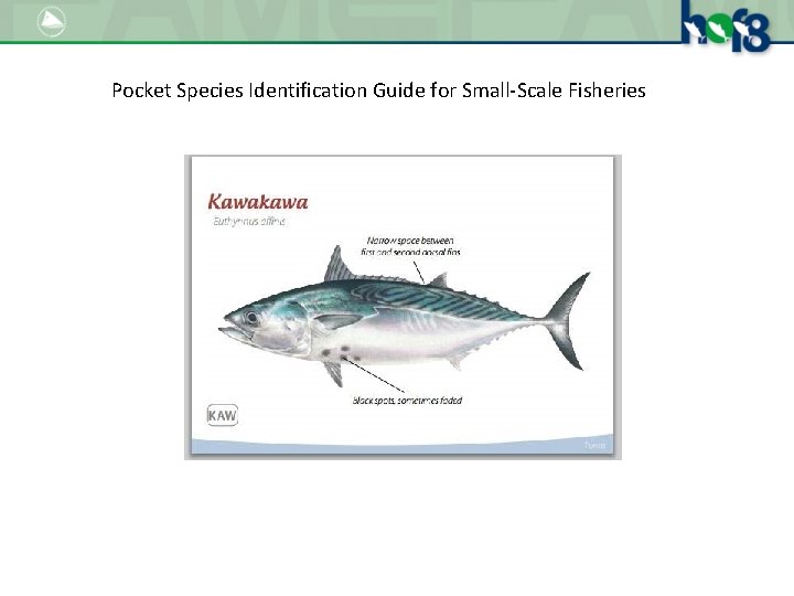 Pocket Species Identification Guide for Small-Scale Fisheries 