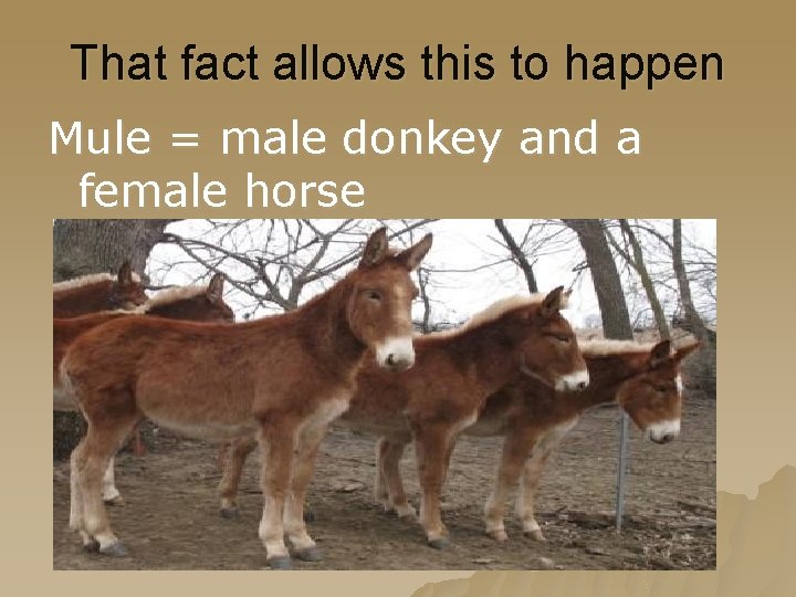 That fact allows this to happen Mule = male donkey and a female horse