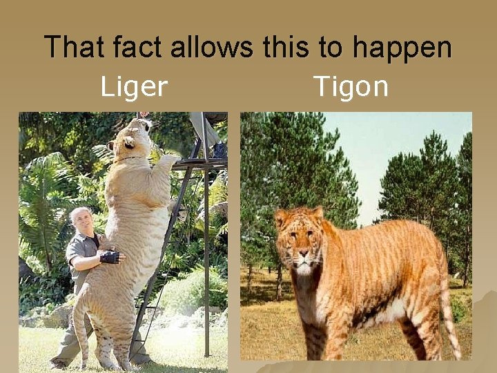 That fact allows this to happen Liger Tigon 