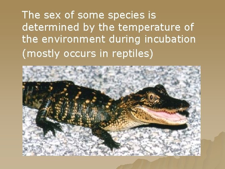 The sex of some species is determined by the temperature of the environment during