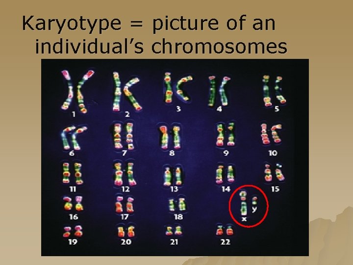 Karyotype = picture of an individual’s chromosomes 