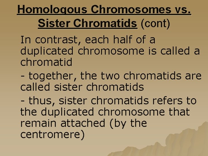 Homologous Chromosomes vs. Sister Chromatids (cont) In contrast, each half of a duplicated chromosome