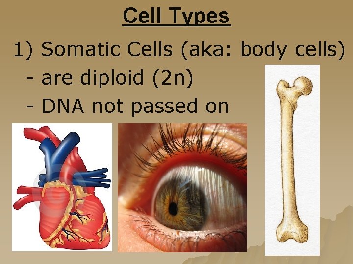 Cell Types 1) Somatic Cells (aka: body cells) - are diploid (2 n) -