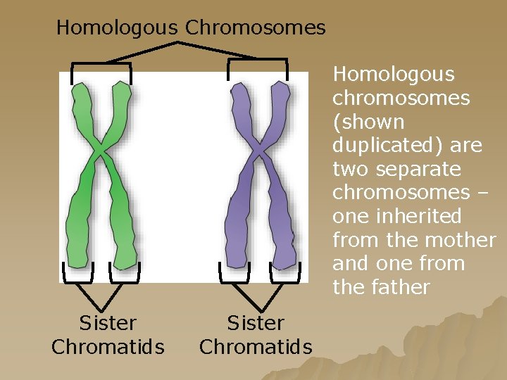 Homologous Chromosomes Homologous chromosomes (shown duplicated) are two separate chromosomes – one inherited from