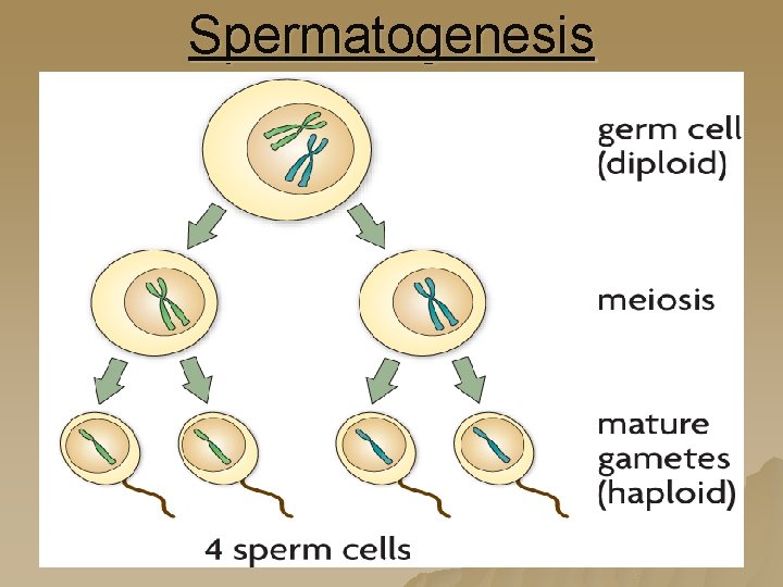 Spermatogenesis 