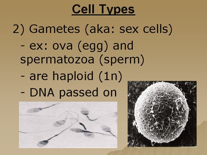 Cell Types 2) Gametes (aka: sex cells) - ex: ova (egg) and spermatozoa (sperm)