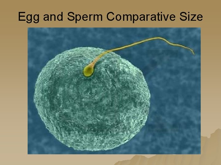 Egg and Sperm Comparative Size 