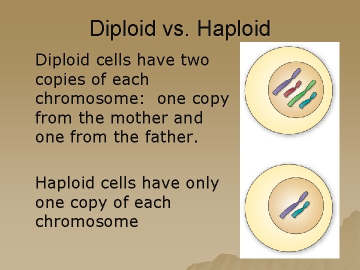 Diploid vs. Haploid Diploid cells have two copies of each chromosome: one copy from