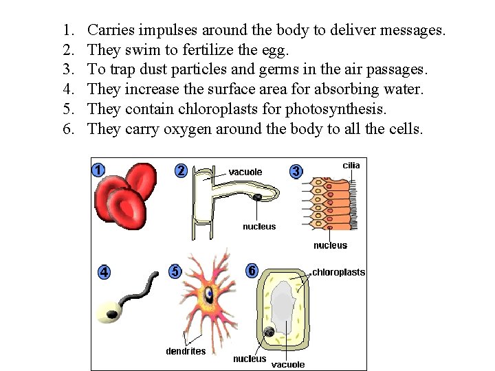 1. 2. 3. 4. 5. 6. Carries impulses around the body to deliver messages.