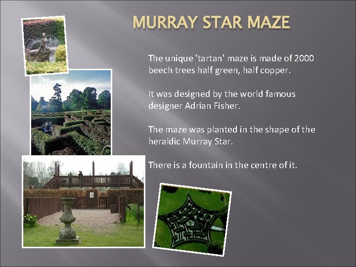 MURRAY STAR MAZE The unique 'tartan' maze is made of 2000 beech trees half