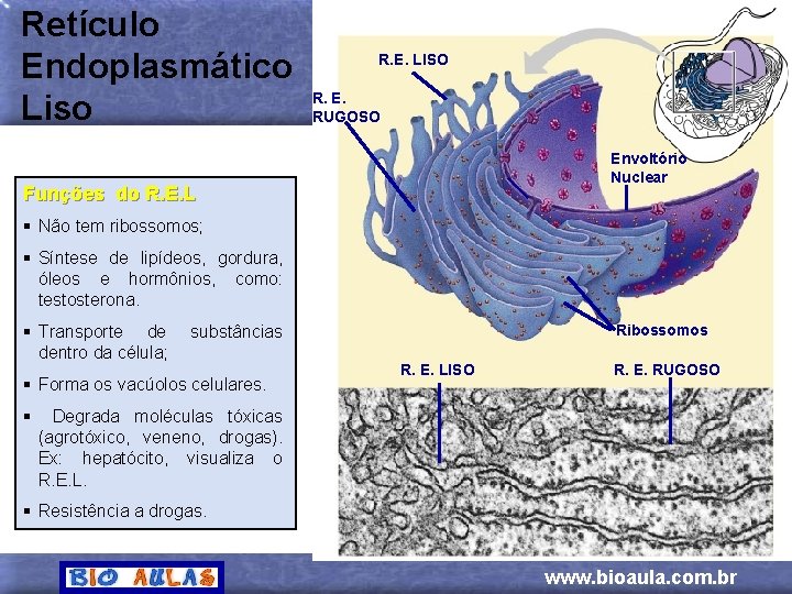 Retículo Endoplasmático Liso R. E. LISO R. E. RUGOSO Envoltório Nuclear Funções do R.