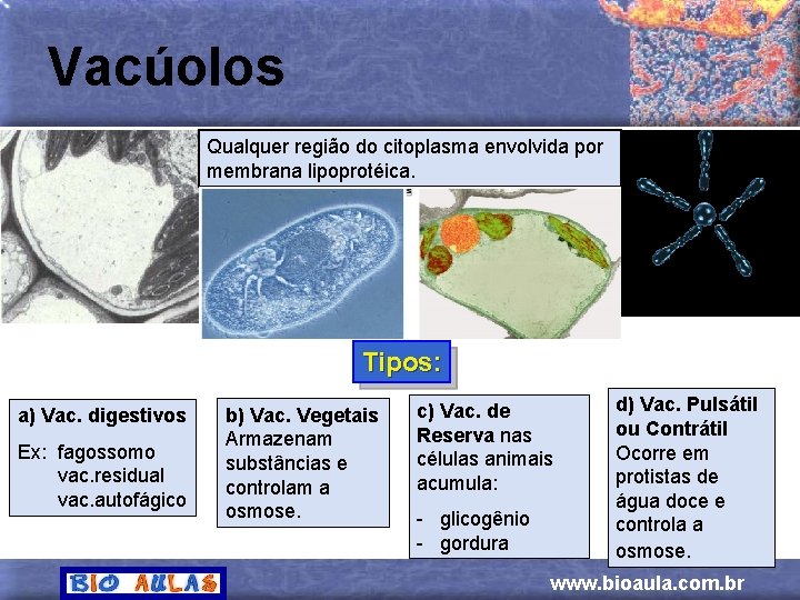 Vacúolos Qualquer região do citoplasma envolvida por membrana lipoprotéica. Tipos: a) Vac. digestivos Ex: