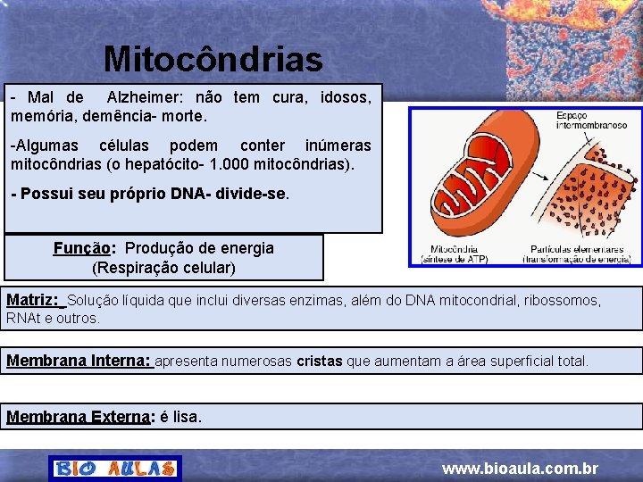 Mitocôndrias - Mal de Alzheimer: não tem cura, idosos, memória, demência- morte. -Algumas células